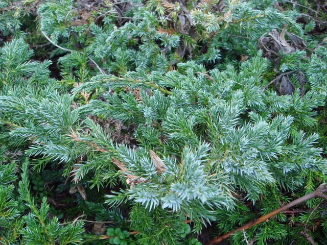 Juniperus squamata 'Blue Carpet'